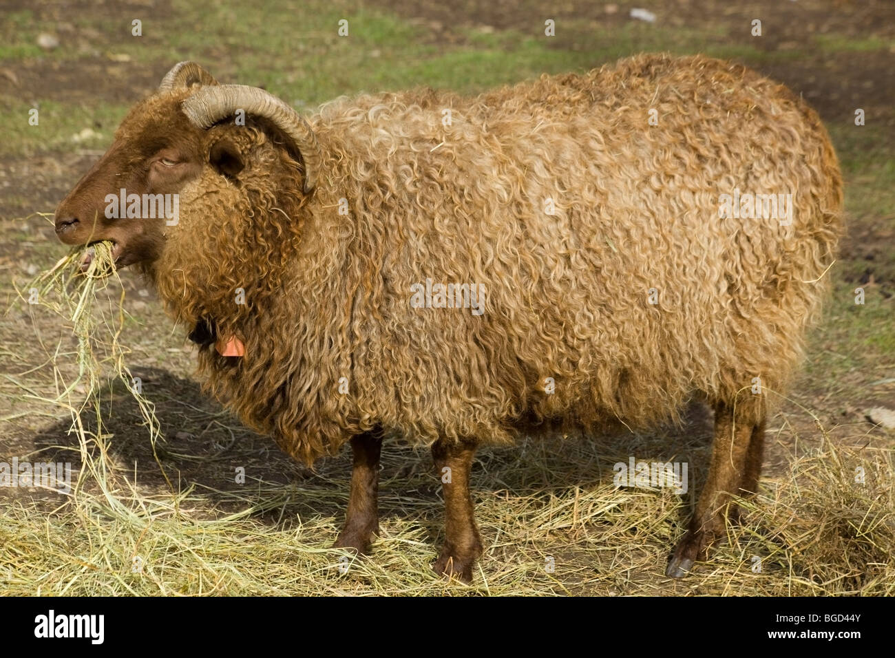 Icelandic sheep, reddish ram, chewing hay at an organic farm Stock Photo