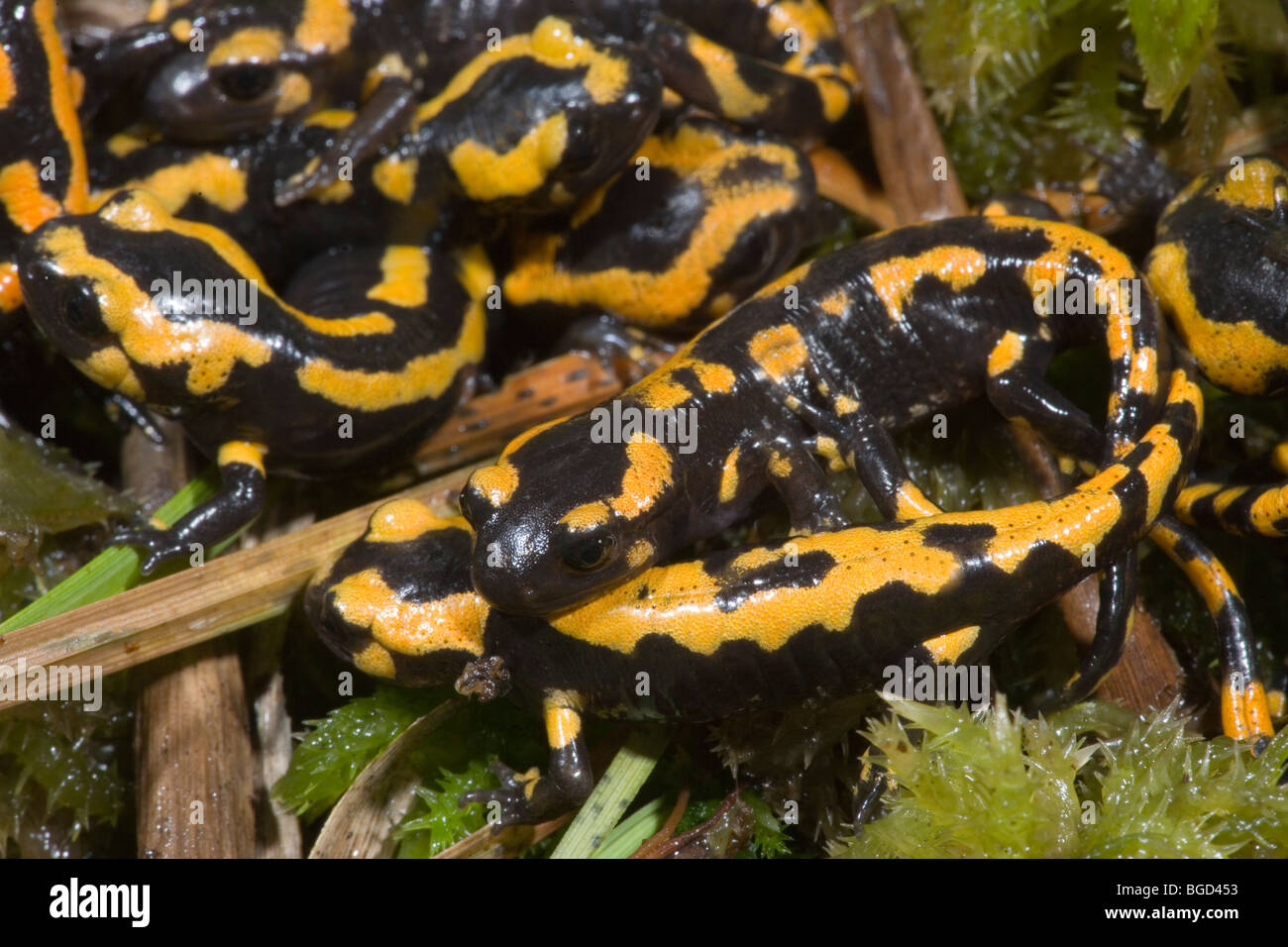 European Fire Salamanders (Salamandra salamandra). Group of recently metamorphosed young. Now terrestrial living. Stock Photo