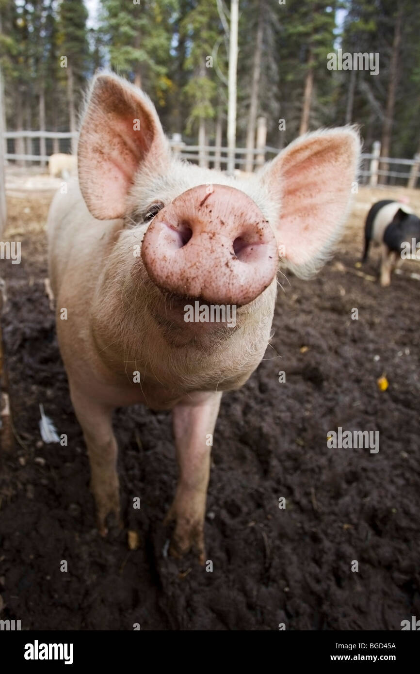 Domestic pig (Sus domestica) at an organic farm Stock Photo