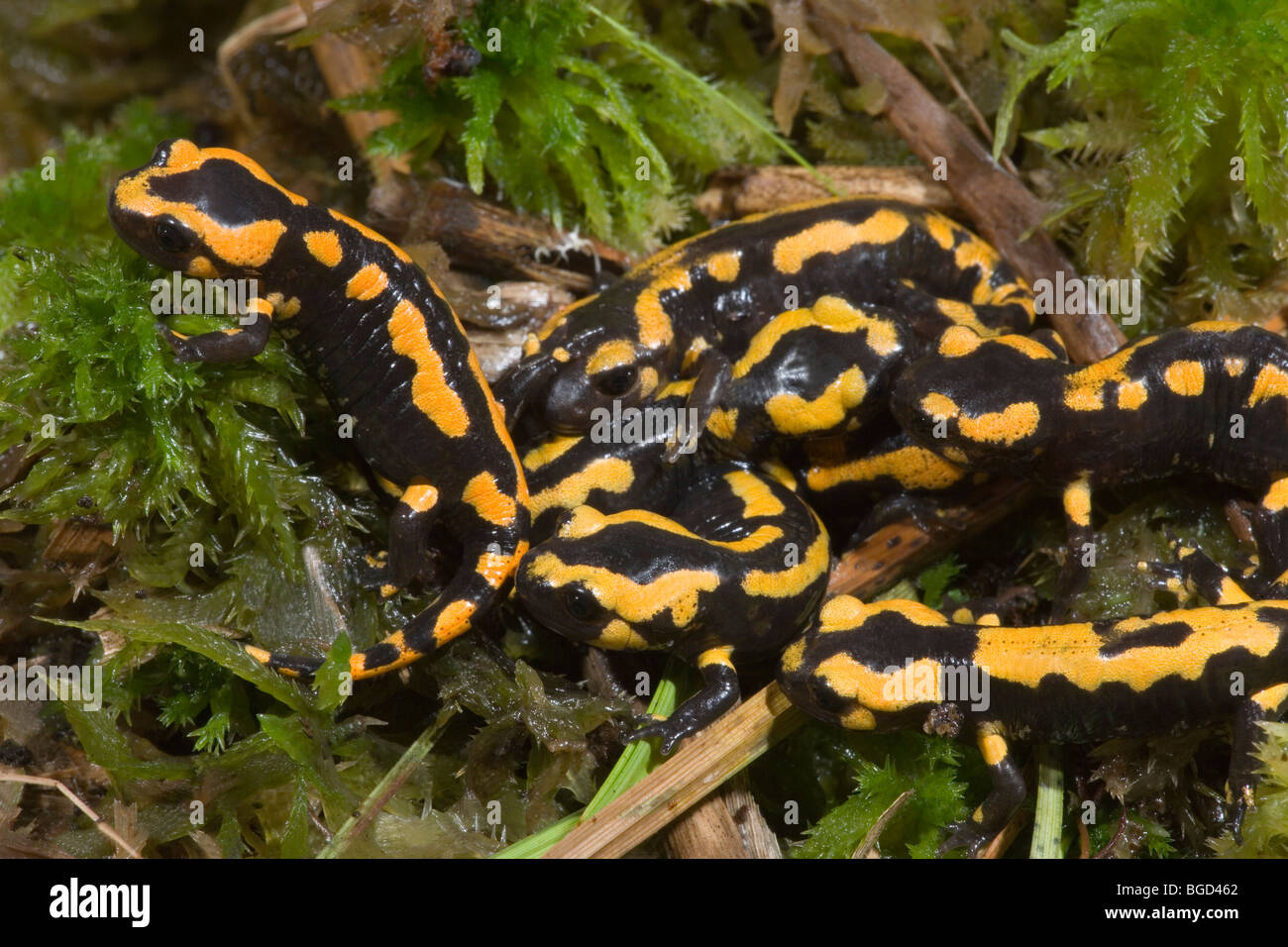 European Fire Salamanders (Salamandra salamandra). Recently metamorphosed young. Stock Photo