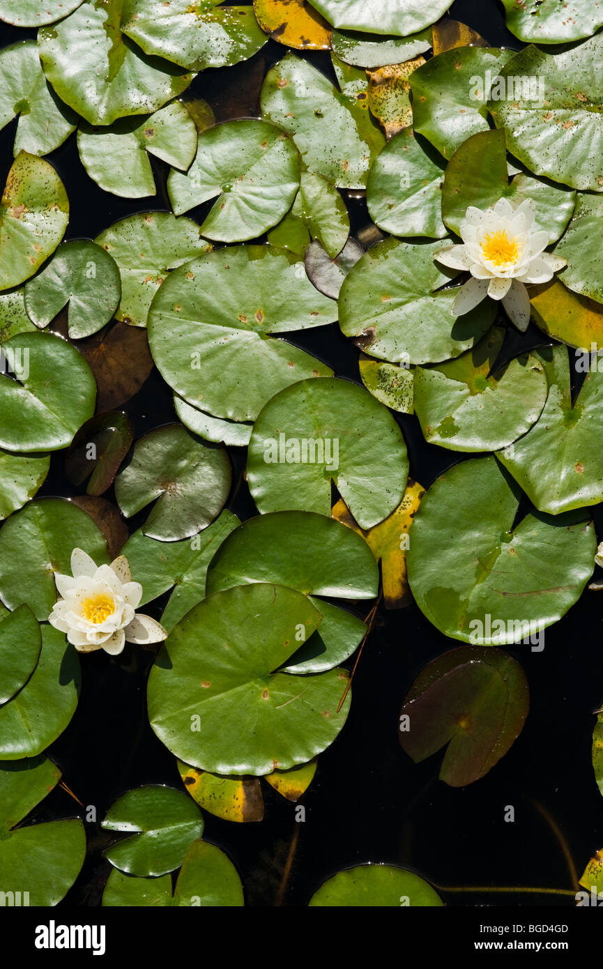 lily pads in japanese garden Stock Photo