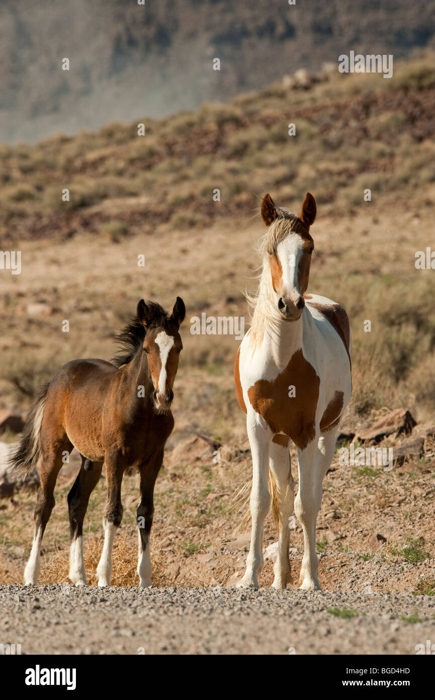 Wild Horse mare with colt Equus ferus caballus Nevada Stock Photo