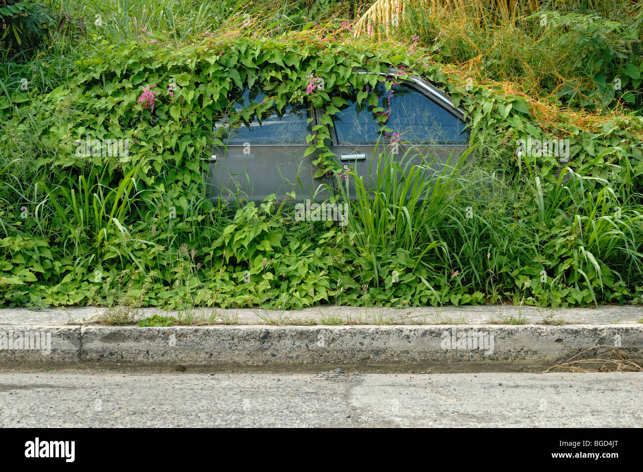 Car overgrown with vines and weeds, Christiansted, St. Croix island, U.S. Virgin Islands, United States Stock Photo