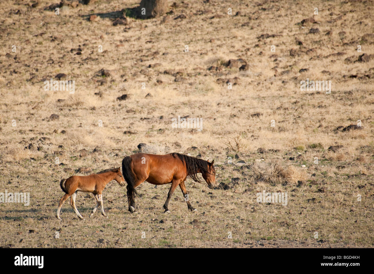 Wild Horse mare with colt Equus ferus caballus Nevada Stock Photo