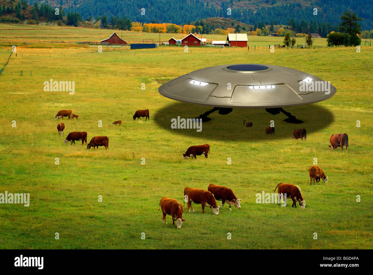 Landed UFO flying saucer with alien abducting cattle Stock Photo