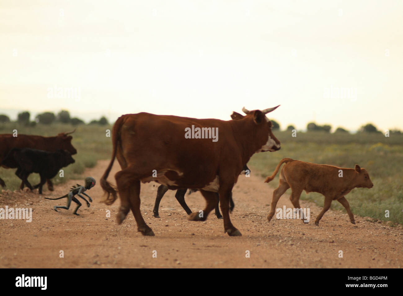 Chupacabra crossing road with cattle. Stock Photo