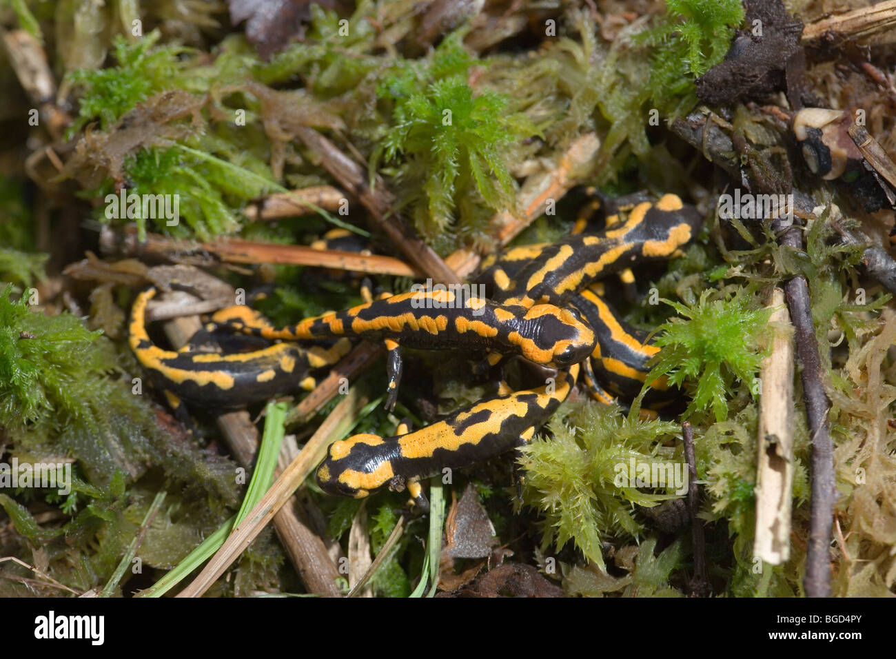 Fire Salamanders (Salamandra salamandra). Recently metamorphosed young. Stock Photo