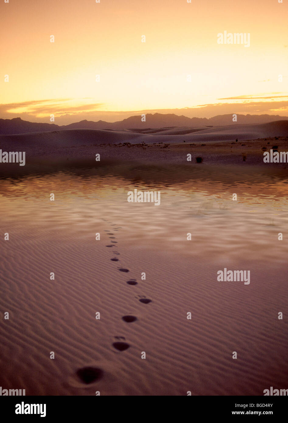 Footprints leading to water in the desert. Stock Photo