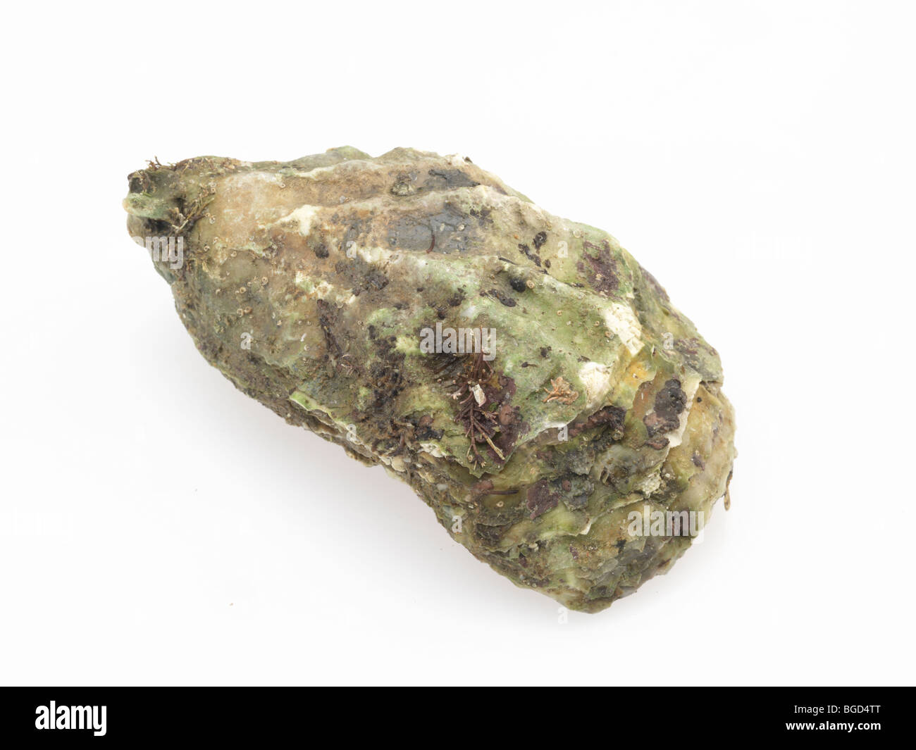 Closed Oyster shell Stock Photo