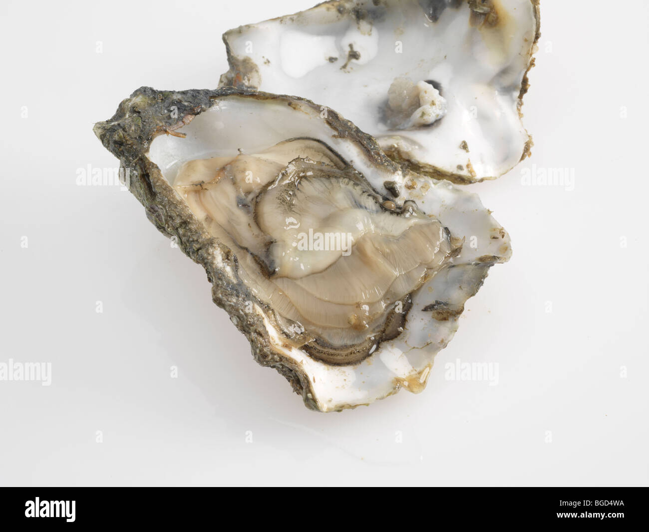 Open Oyster shells Stock Photo Alamy