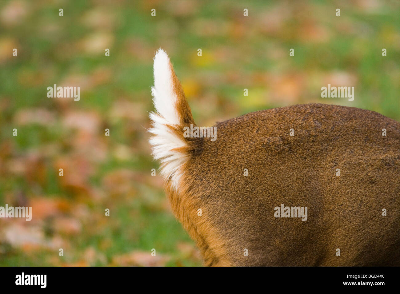 Muntjac Deer (Muntiacus reevesi). Tail uplifted. Visual signal of
