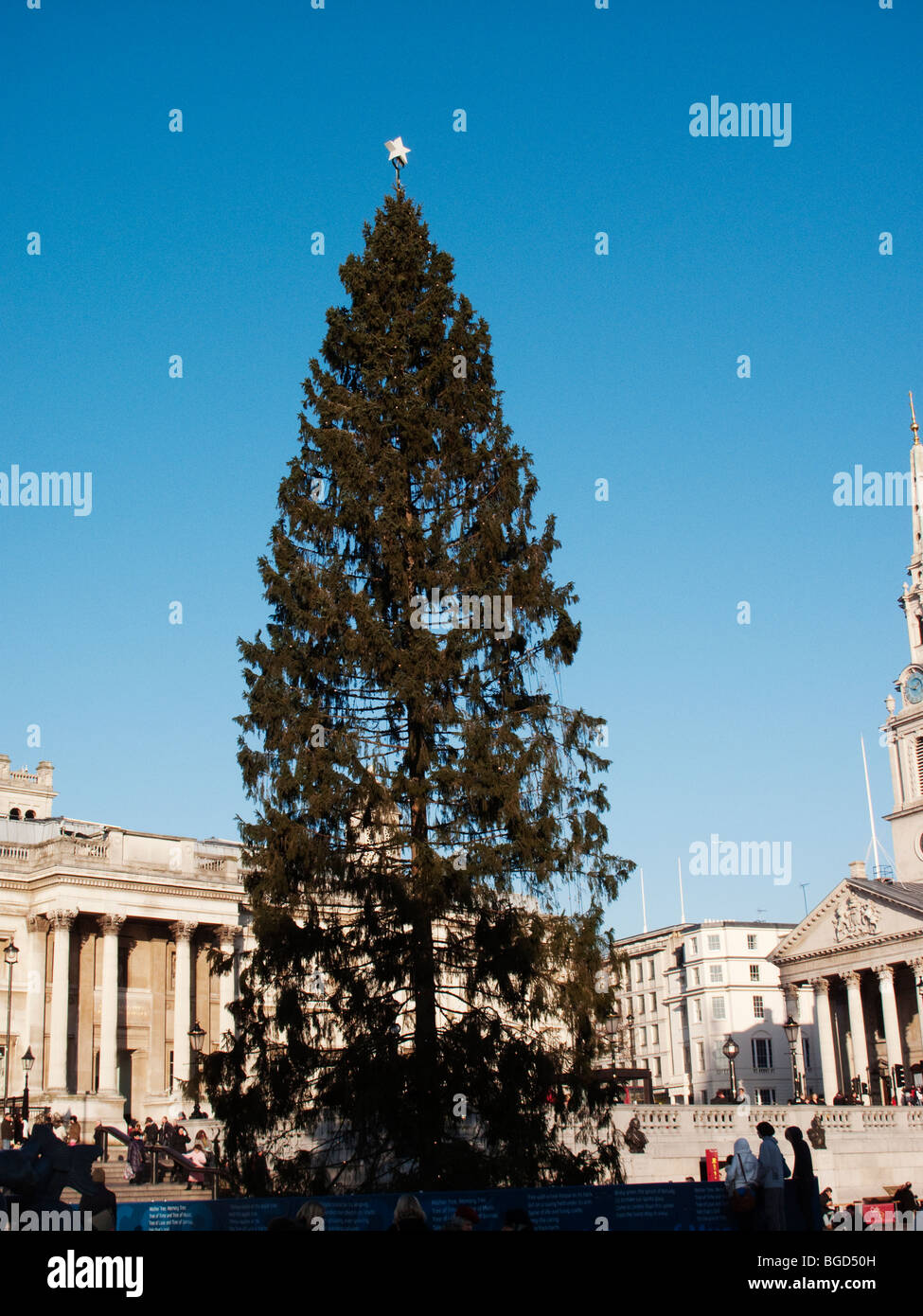 Christmas tree, Trafalgar Square, daytime, christmas 2009, 2010 Stock Photo