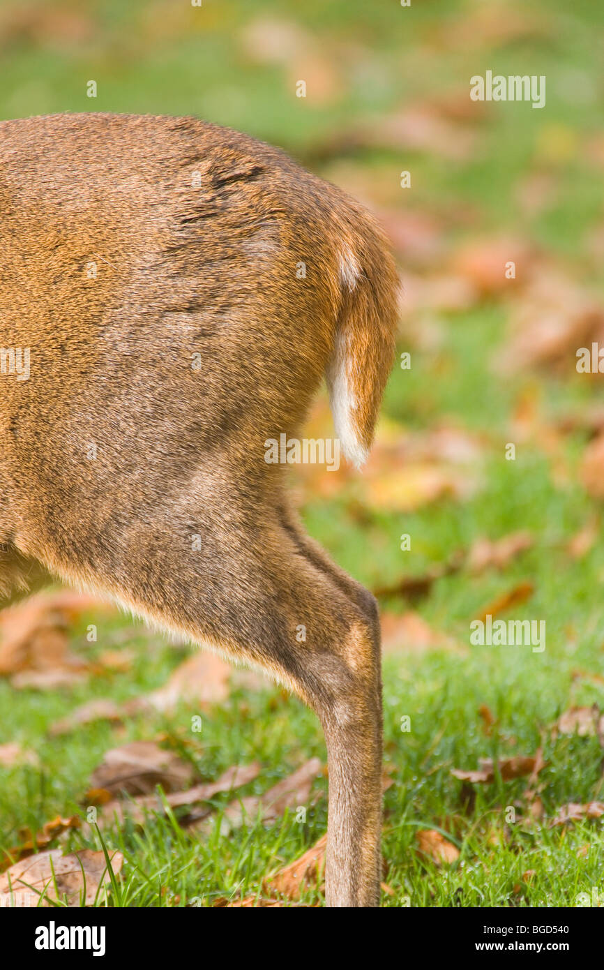 Muntjac Deer (Muntiacus reevesi). Showing usual hanging position of tail. Stock Photo