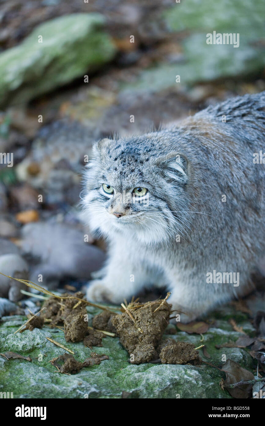 Pallas's Cat (Otocolobus manul or Felis manul). Central Asian steppes. China, Mongolia, Afghanistan, Soviet Union. Stock Photo