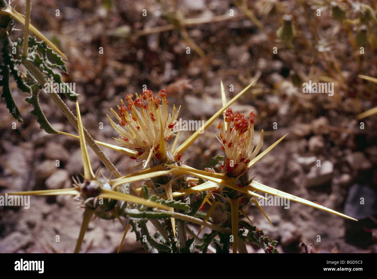 Mites mimic red anther pollen in the Jordan desert Stock Photo