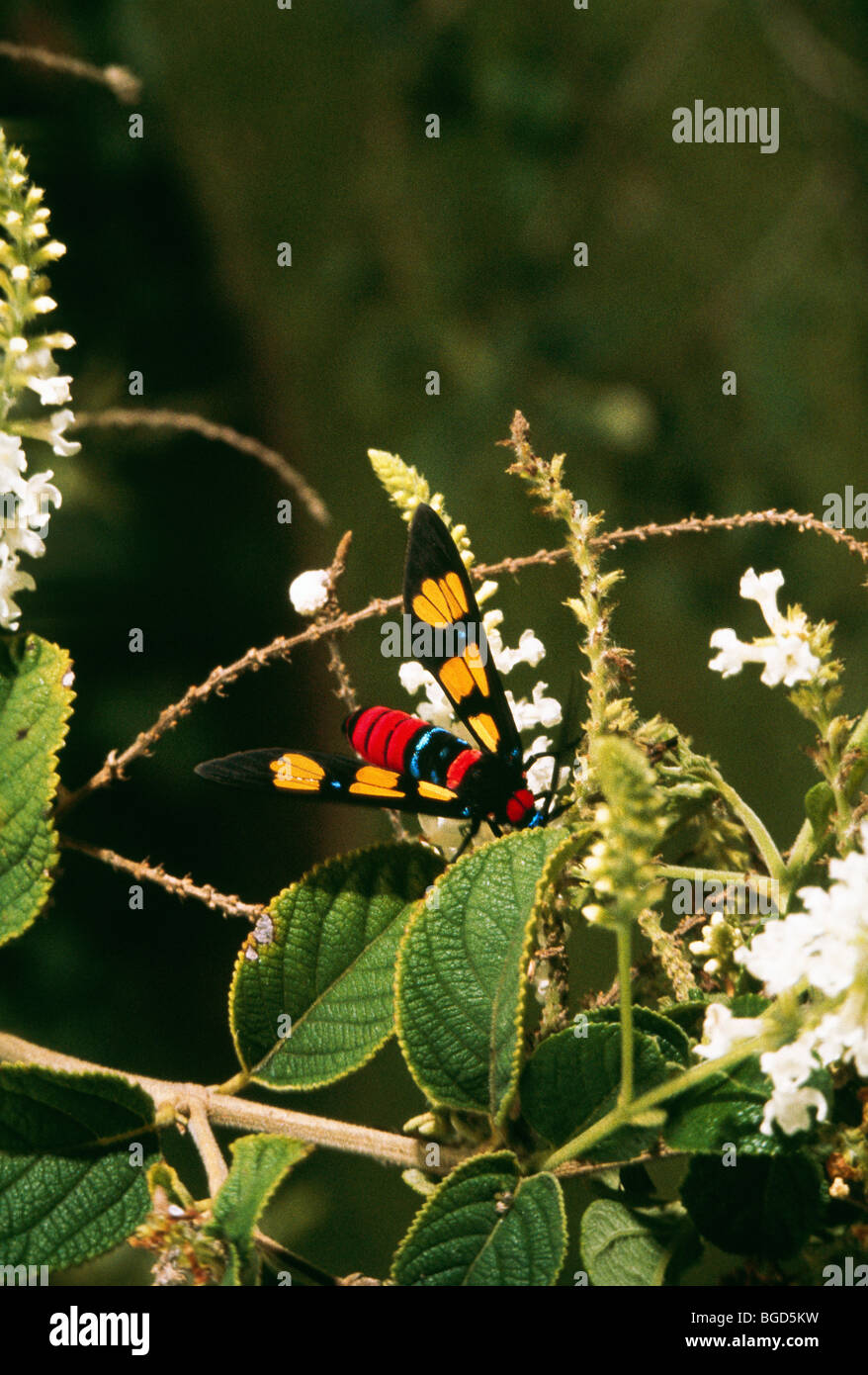 Insect mimicing a wasp; Malaya Stock Photo