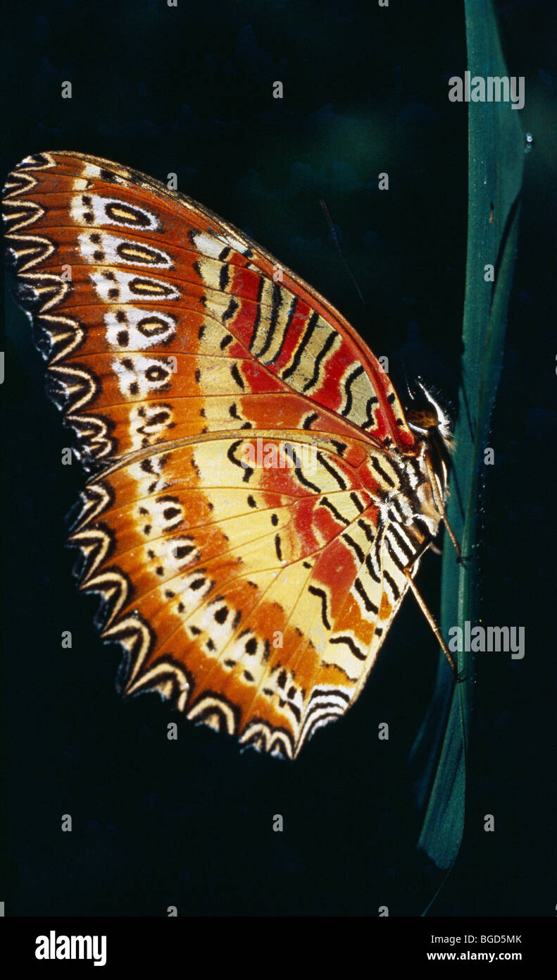 Brush-footed butterfly, New Guinea Stock Photo