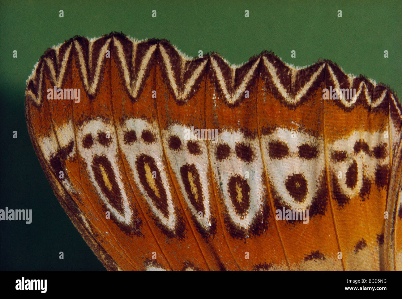 Brush-footed butterfly wing, New Guinea Stock Photo - Alamy