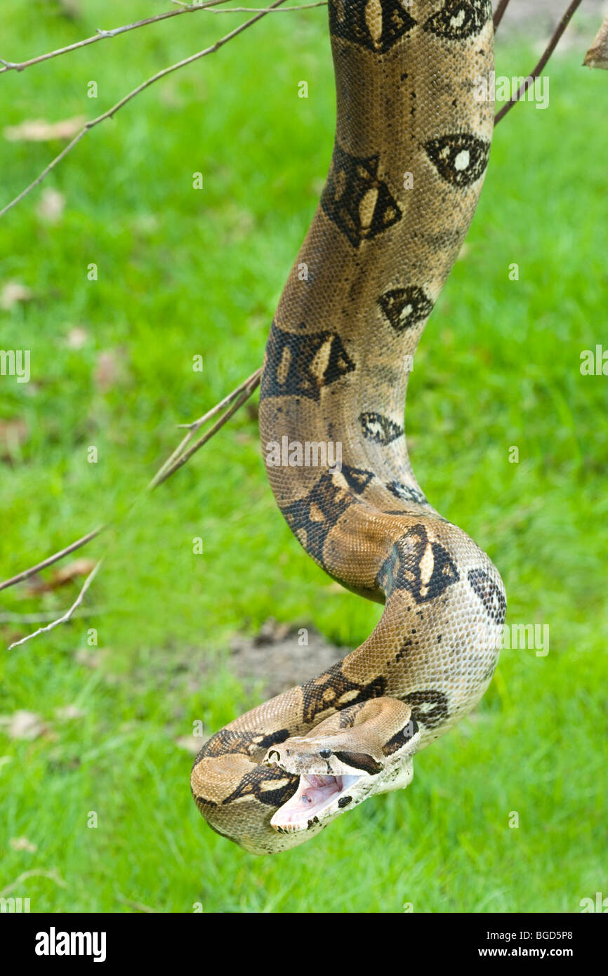 Boa Constrictor (Constrictor constrictor). Stock Photo