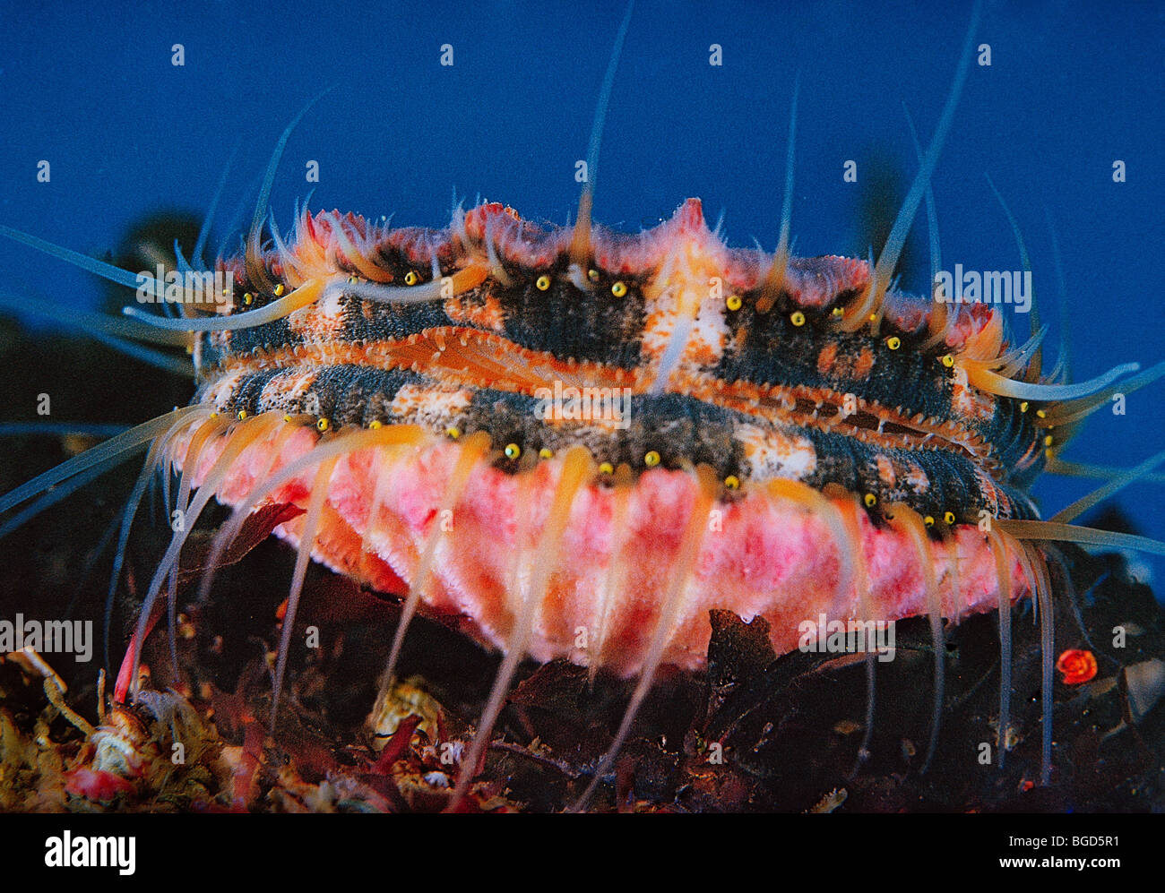 Scallop and its eyes from California Stock Photo Alamy