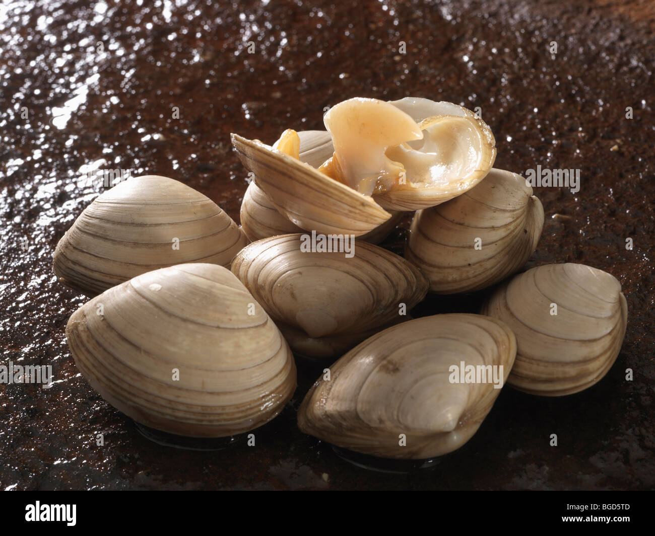 Surf clams hi-res stock photography and images - Alamy