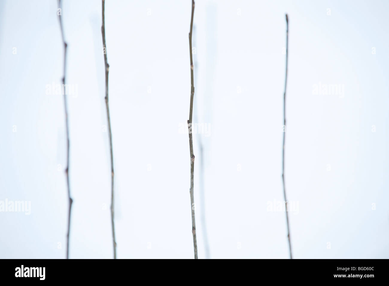 PATTERNS CREATED BY STICKS IN SNOW Stock Photo