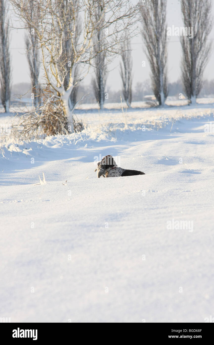 Rough shooting winter hi-res stock photography and images - Alamy
