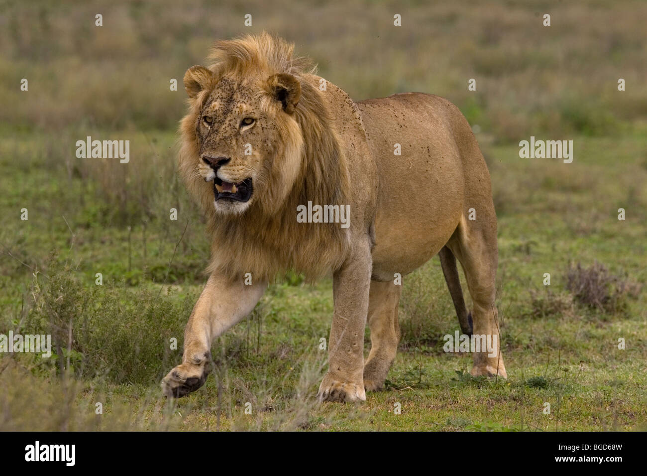 Male lion covered in flies Stock Photo