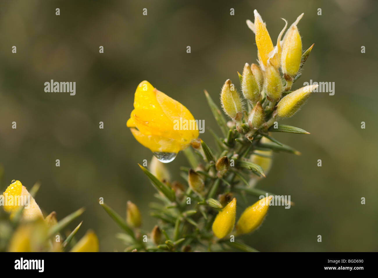 Vivid yellow flowers and rigid furrowed spines on leaves of Gorse (Ulex europaeus). Also called Furze and Whin. Stock Photo