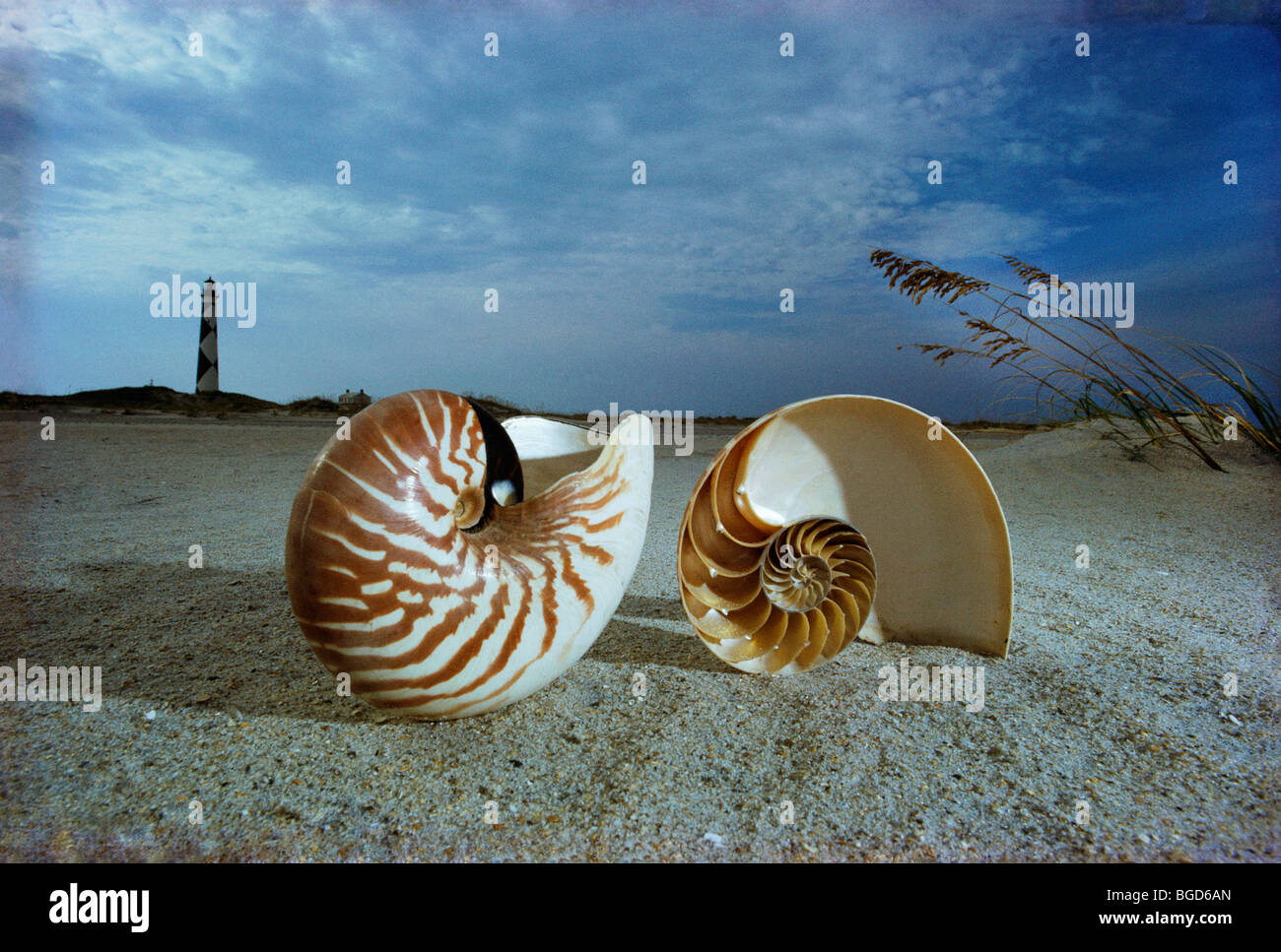 Chambered nautilus shell hi-res stock photography and images - Alamy