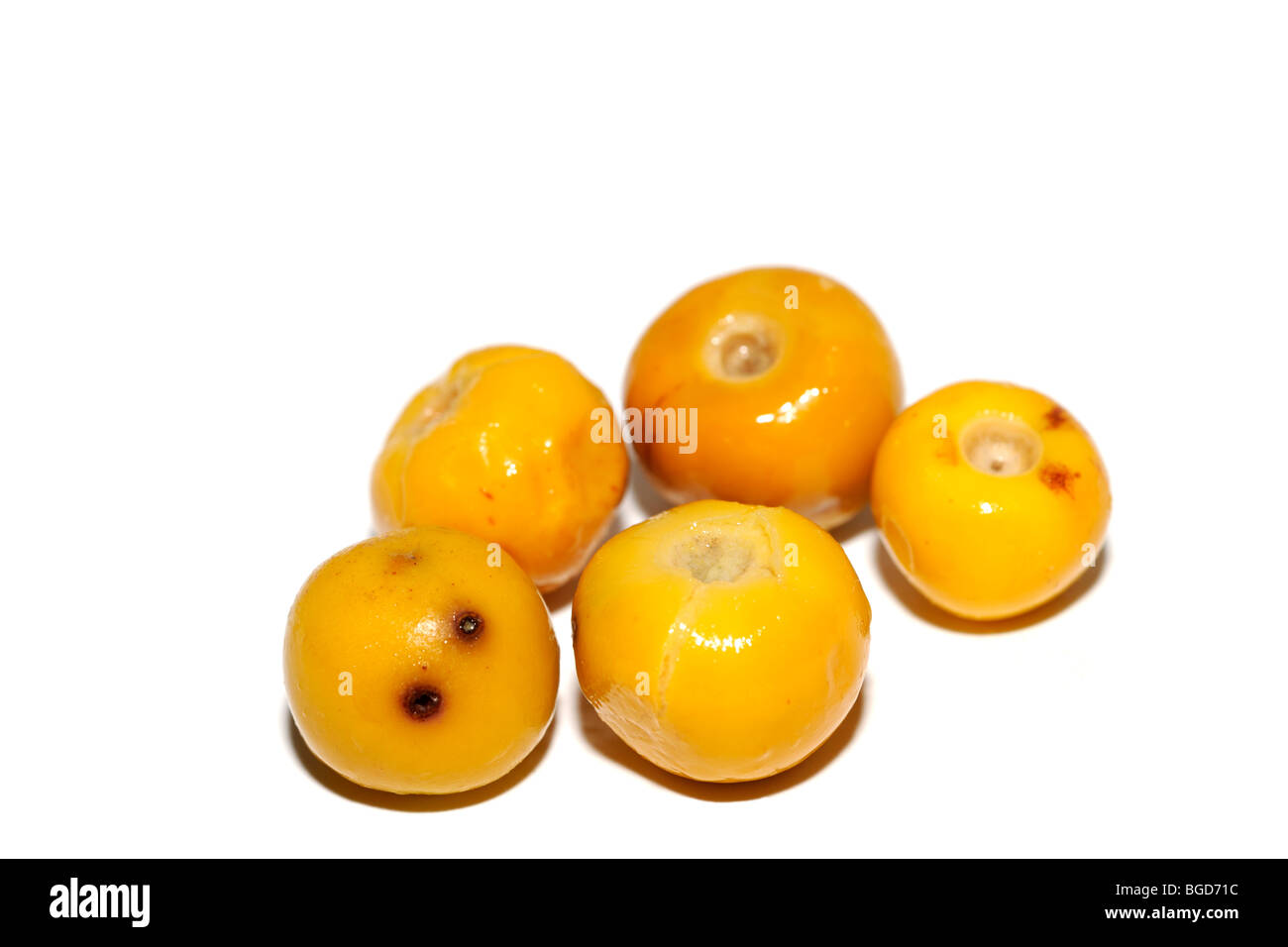 Group of five Murici (Byrsonima verbacifolia ) fruit on white background Stock Photo