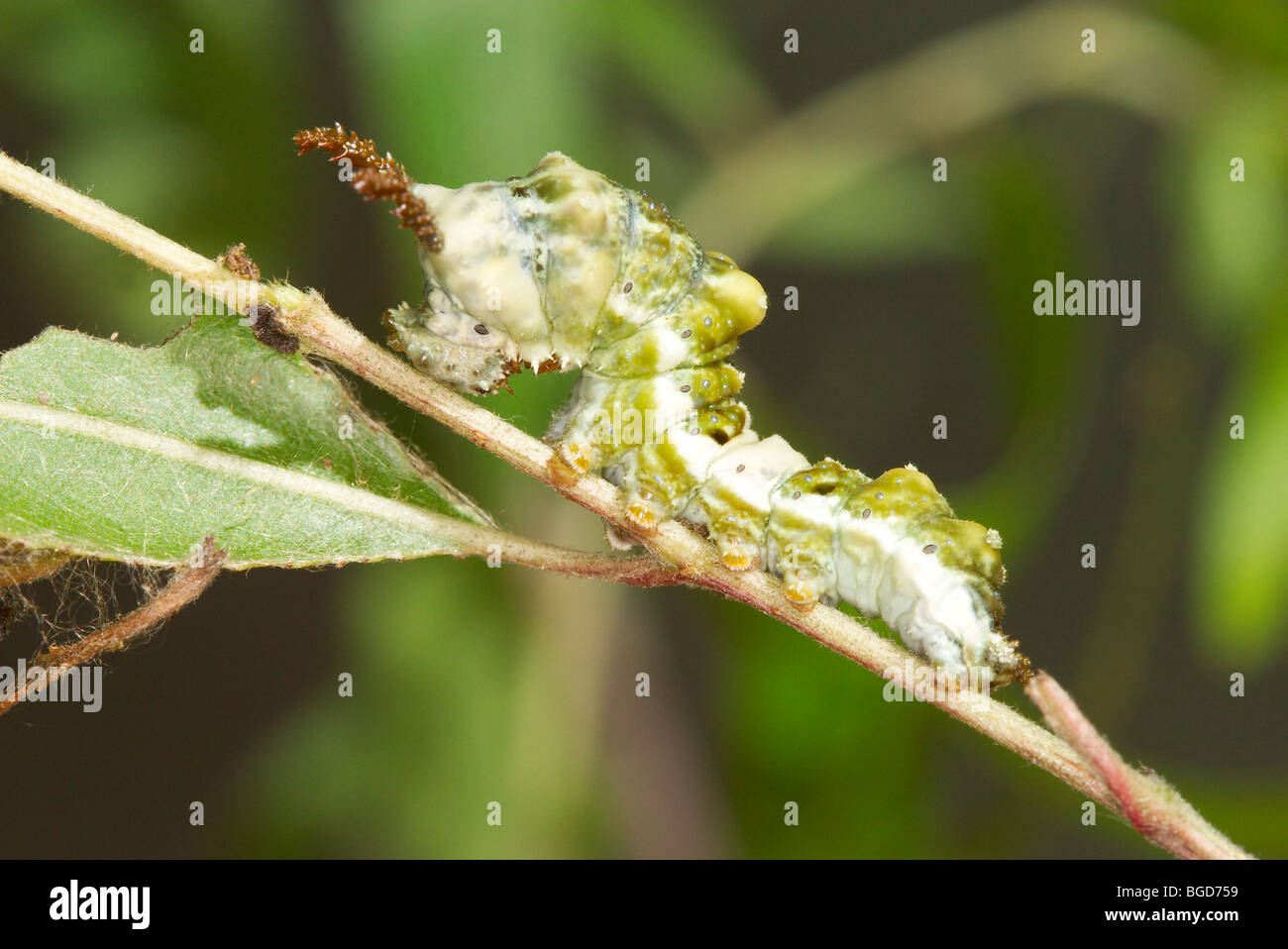 Caterpillar viceroy butterfly hires stock photography and images Alamy