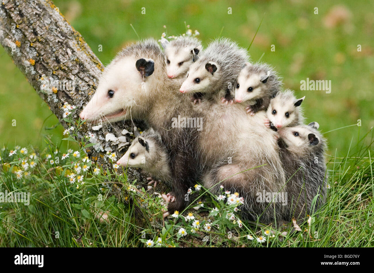 Opossum young