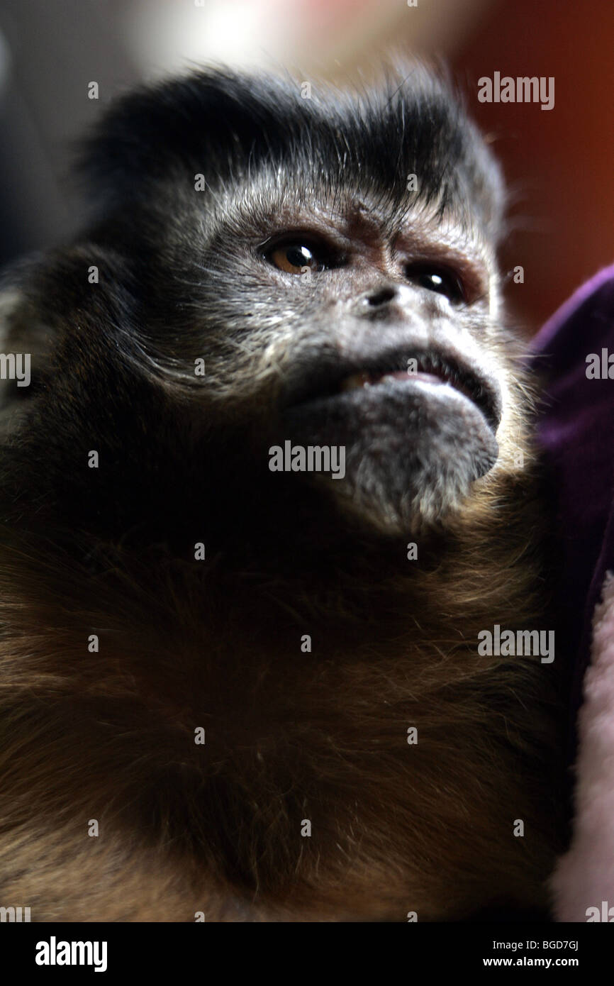 Service Monkey For Disabled