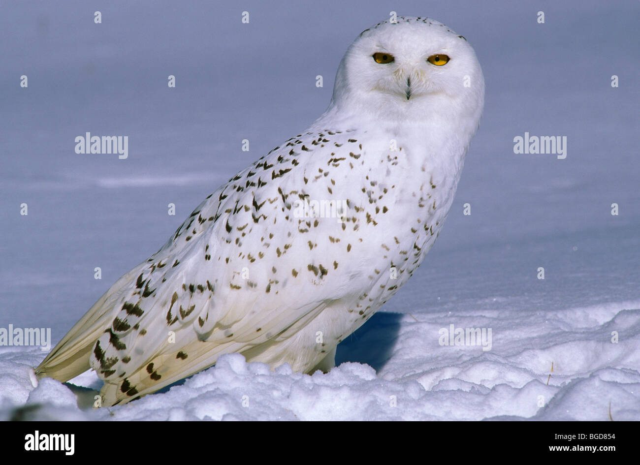 Great Snowy Owl Nyctea scandiacus North America Stock Photo