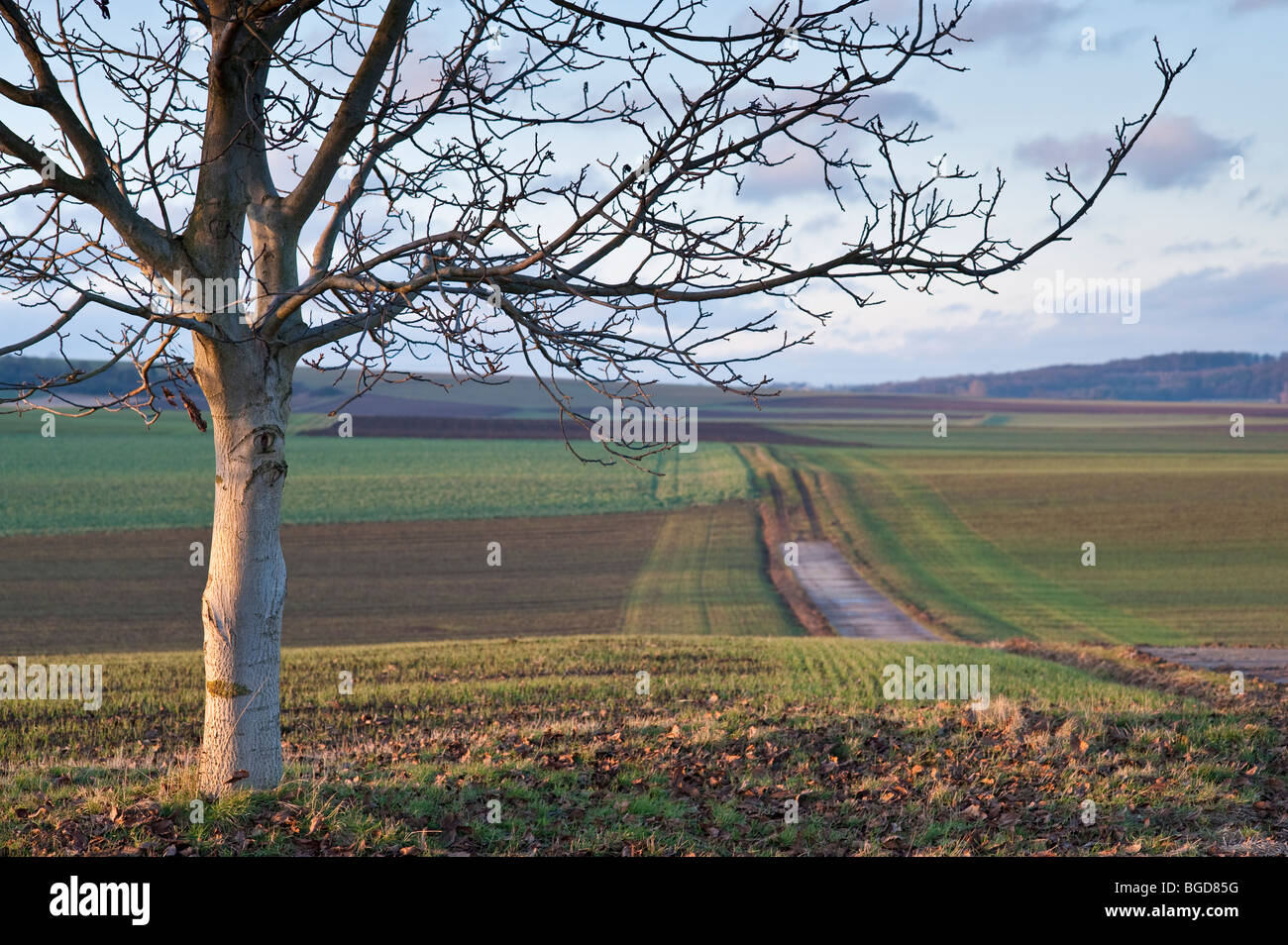 Landscape in late autumn - fields, bare tree and dirt road Stock Photo