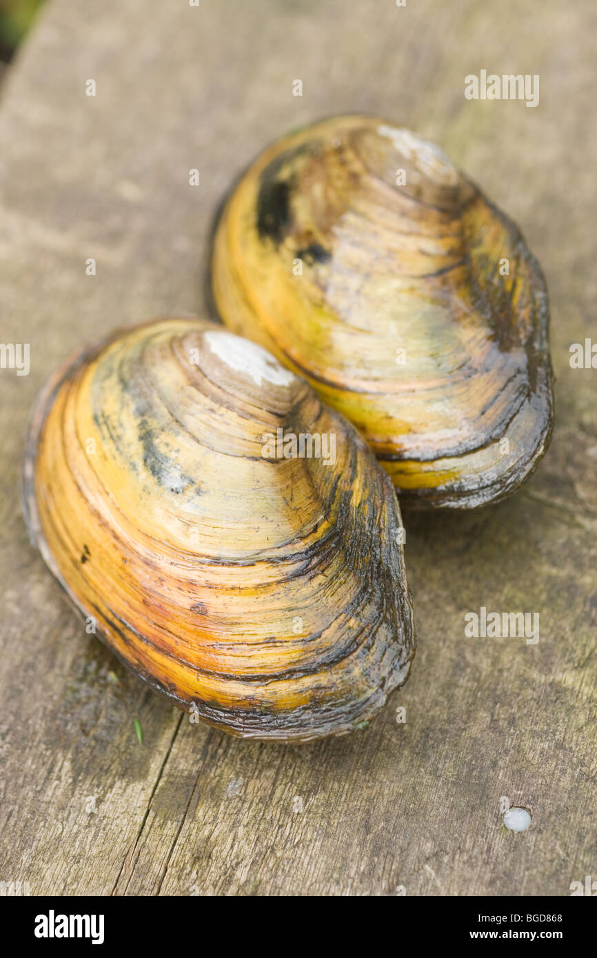 Swan Mussel (Anodonta cygnea). Two specimens temporarily out of water. Stock Photo
