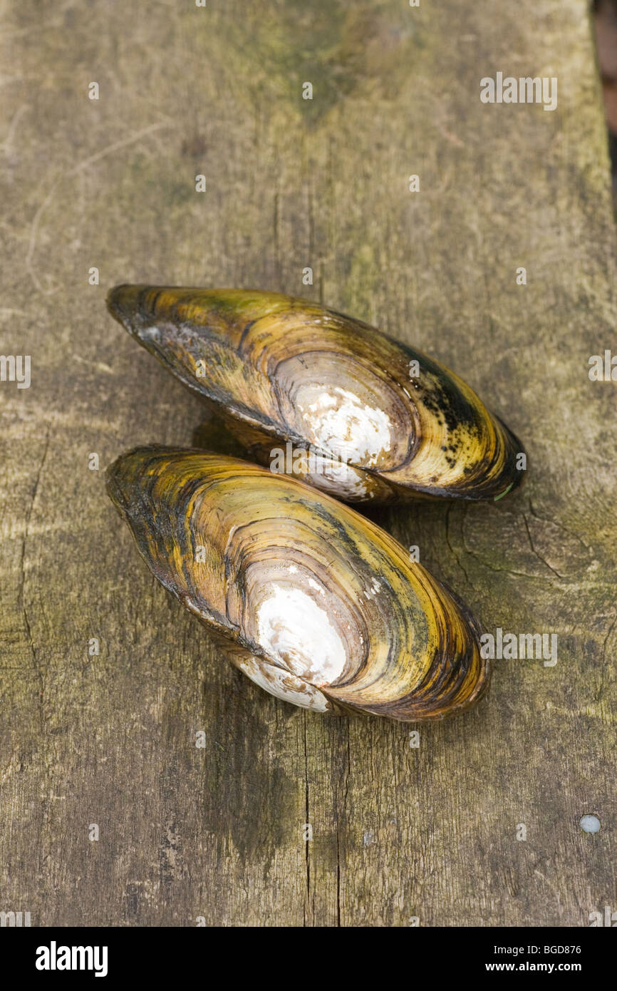 Swan Mussels (Anodonta cygnea). Two temporariy taken out of water. Stock Photo