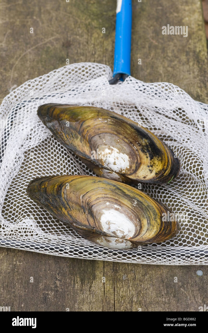 Swan Mussels (Anodonta cygnea). Two temporarily taken out of pond in a net whilst pond dipping. Stock Photo