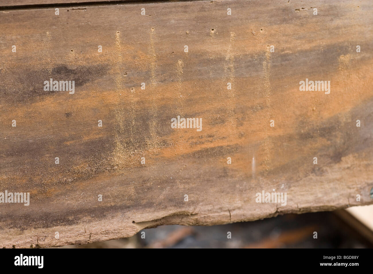 Worm holes in timber High Resolution Stock Photography and Images Alamy