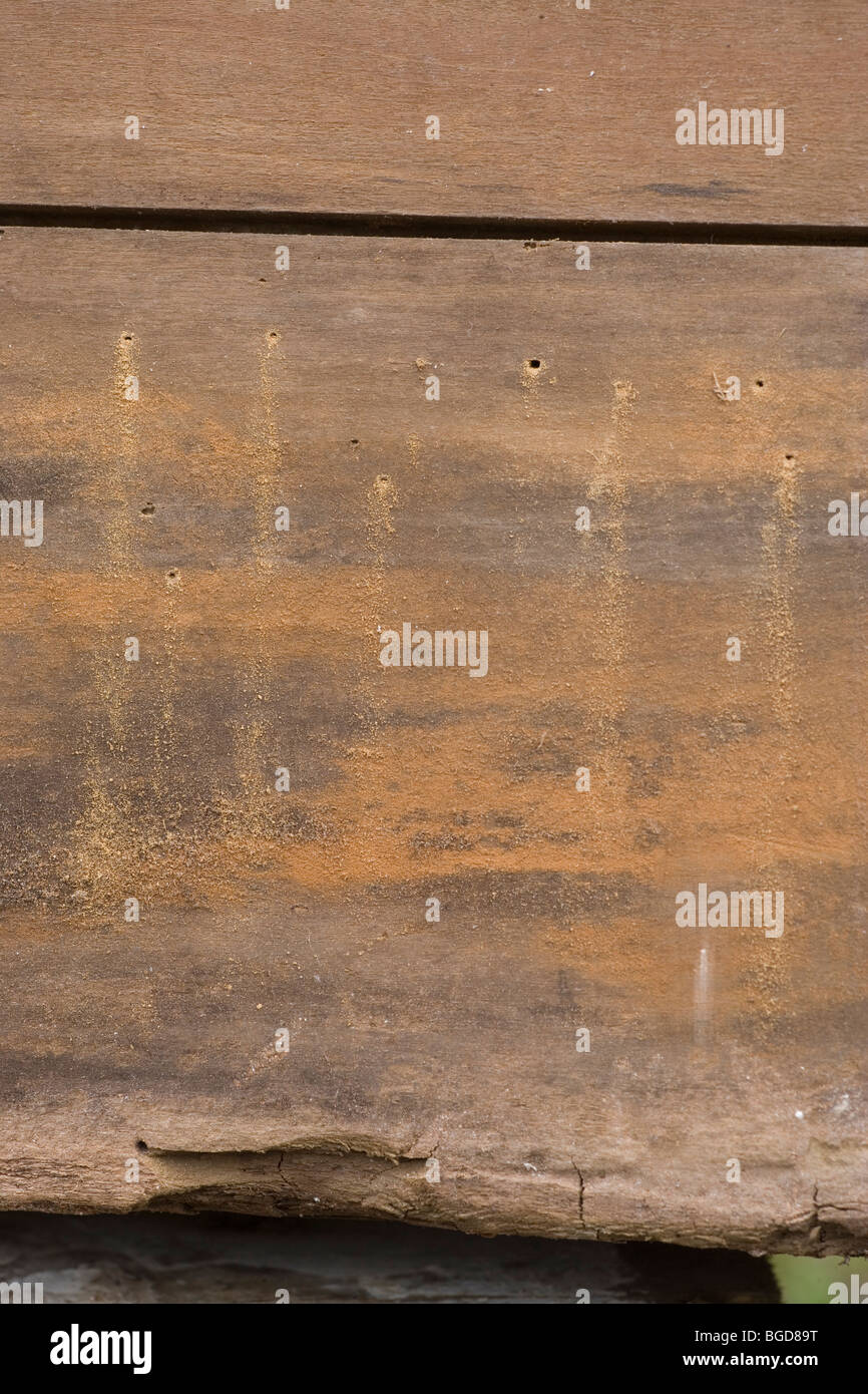 Worm holes in timber High Resolution Stock Photography and Images Alamy