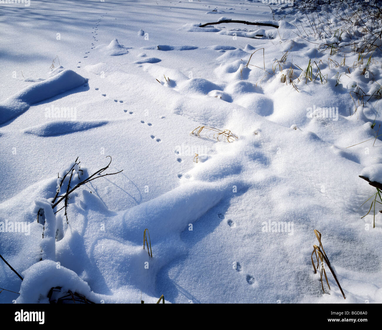 Red Fox Vulpes vulpes tracks in snow North America Stock Photo