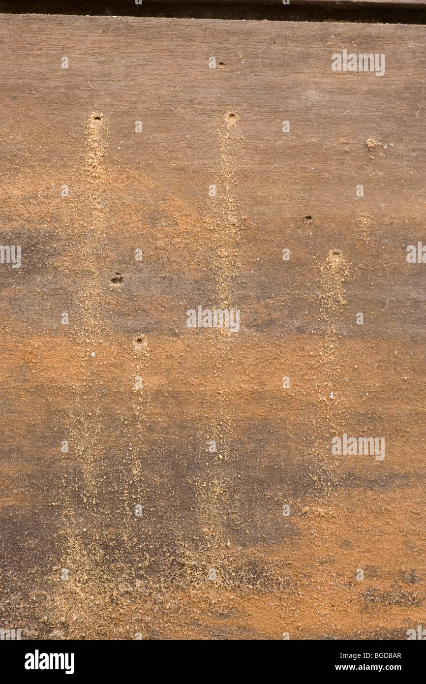 Woodworm (Anobium punctatum). Holes in timber, and 'frass' made by