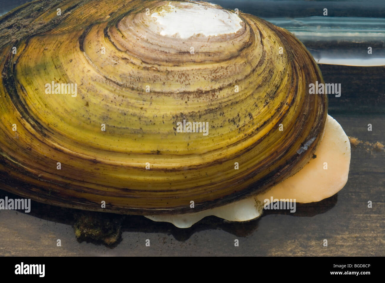 Swan Mussel Anodonta cygnea. In an aquarium, with 'foot' partially extended. Caught in a pond dipping net. Fresh water . Stock Photo