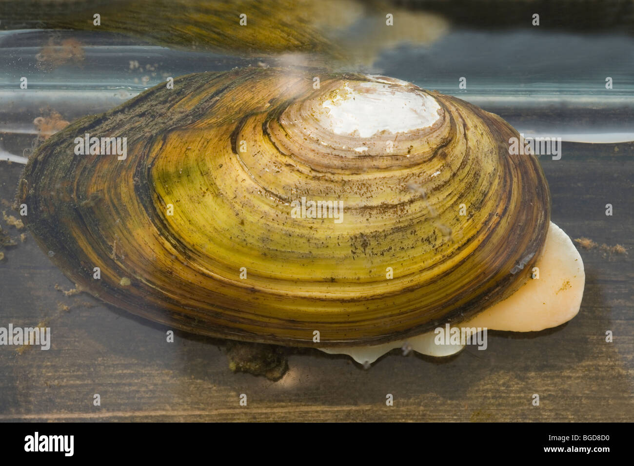Swan Mussel Anodonta cygnea. In an aquarium, with partial extension of 'foot'. Caught in a pond dipping net. Norfolk, England. Stock Photo