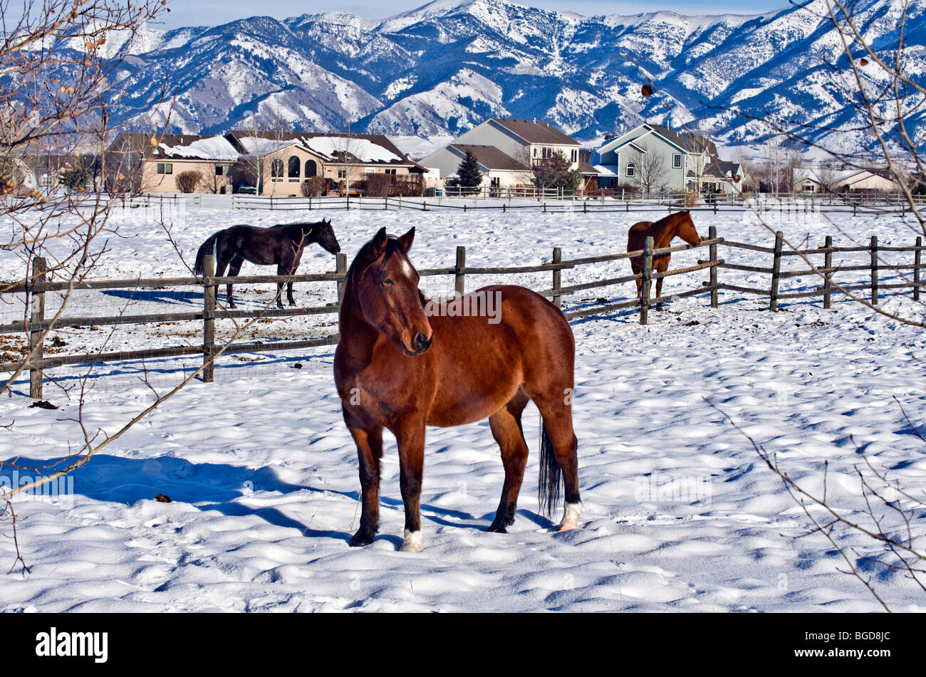 Three horses stand in a snowy wintry pasture in Bozeman, Montana Stock Photo