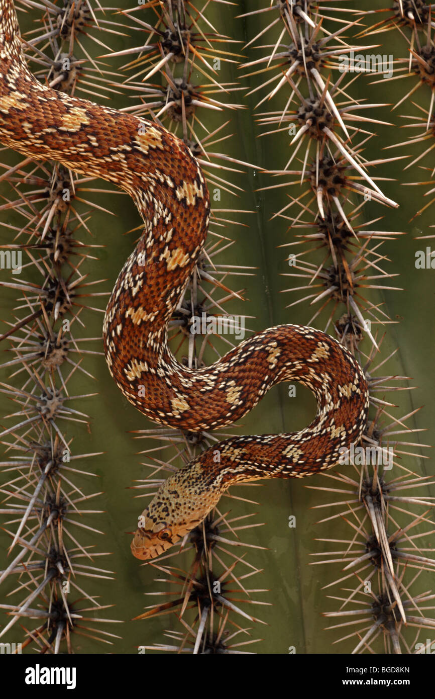 Sonoran Gopher Snake (Pituophis catenifer affinis) Crawling on