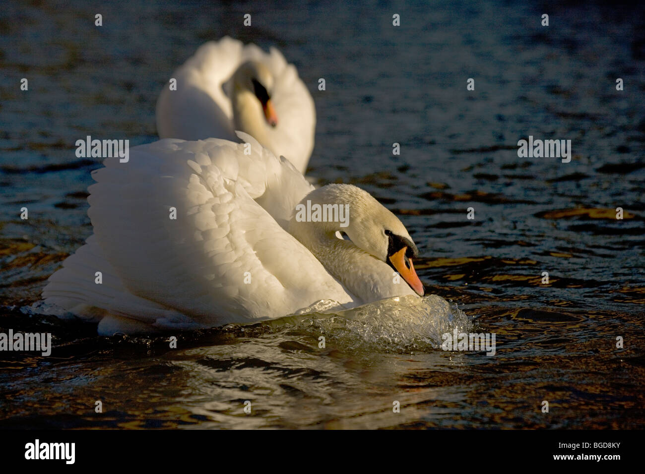 Mute Swan (Cygnus olor) - UK - Showing busking display Stock Photo