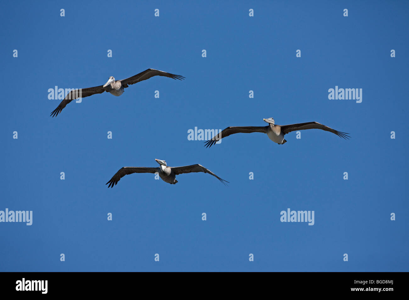 Brown Pelicans (Pelecanus occidentalis) - Soaring - Southern California - USA Stock Photo