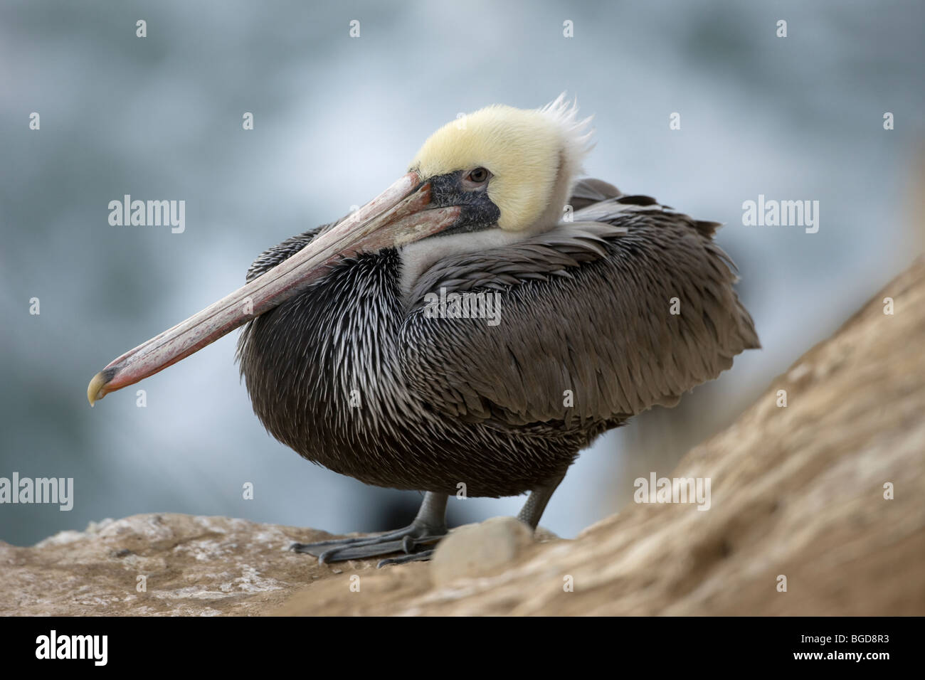 Brown Pelican (Pelecanus occidentalis) - Perched on cliff - Southern California - USA Stock Photo